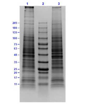 SDS-PAGE Results of KG-1 Whole Cell Lysate.<br />Lane 1: KG-1 Whole Cell Lysate (10 μg) Reduced.<br />Lane 2: Opal Prestained Molecular Weight Markers.<br />Lane 3: KG-1 Whole Cell Lysate (10 μg) Non-Reduced.<br />Results show wide range of molecular weight bands with no signs of degradation.